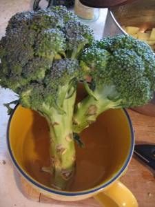 Limp broccoli in a cup of water